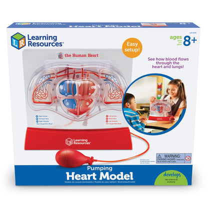 Learning Resources Pumping Heart Model - Science Classroom Must Haves, STEM Student Essentials, Practice Anatomy, Cardiology Artery and Veins Study Tools, Back to School Supplies for Teachers