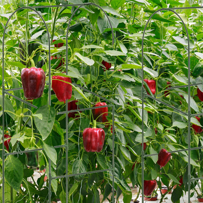 Cucumber Trellis for Plant Climbing- Cucumebr Arch Trelli for Flower Vine Vegetable Tomato Cage Raised Bed- Foldable Garden Tunnel Trellis (Green)