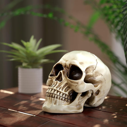 READAEER Resin Skull, Human Head Model for Home Decoration, Halloween Statue, Skull Model for Bookshelf and Desktop (White)