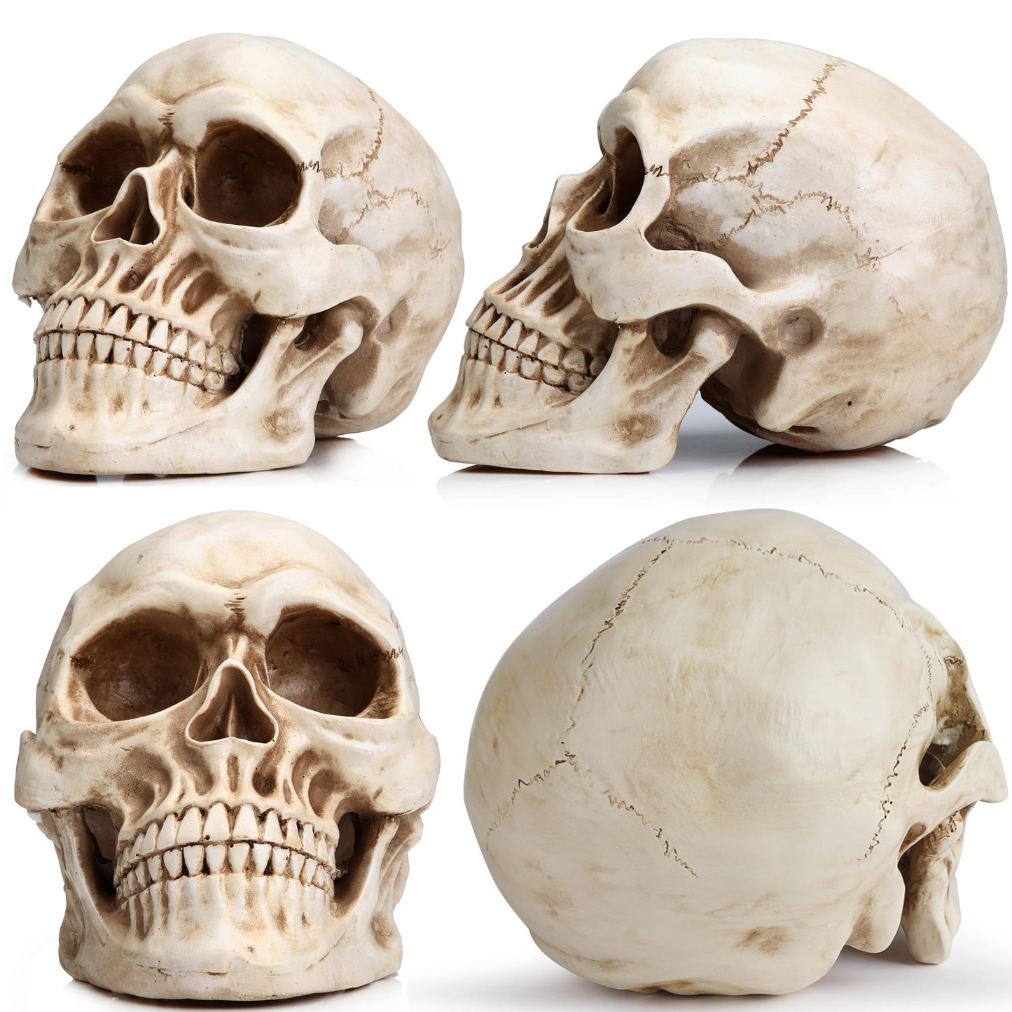 READAEER Resin Skull, Human Head Model for Home Decoration, Halloween Statue, Skull Model for Bookshelf and Desktop (White)