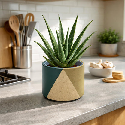 D'vine Dev 6.5" Stoneware Cachepot Planter with 6" Low Clear Nursery Pot & Detachable Saucer – Modern Indoor Plant Pot with Drainage for Bottom Watering & Root Visibility, Desert Forest, 93-O-D-1