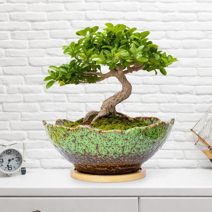 ARTKETTY Bonsai Pots, 9.06 Inch Succulent Pots with Drainage and Saucer, Ceramic Pots for Indoor Cactus Plants Unique Flower Plant Pots Round Bonsai Tree Planters Windowsill Desk Decor
