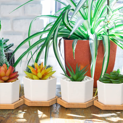 Gerrii Succulent Pots Mini White Ceramic Flower Planter Pot Succulent Planters with Wooden Trays and Drainage Holes for Plants Cactus Home Office Decoration, Plants Not Included(24 Pcs)