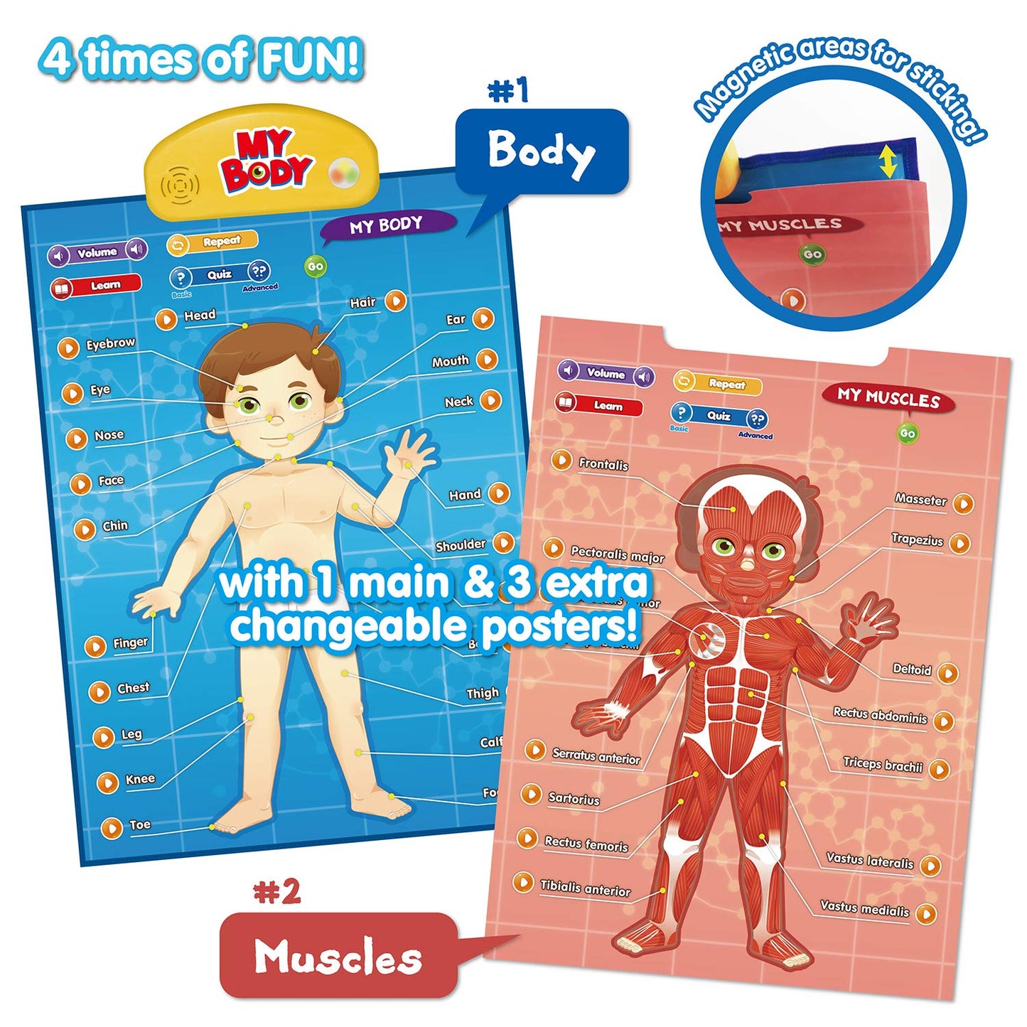 BEST LEARNING i-Poster My Body - Interactive Educational Human Anatomy Talking Toy for Kids Ages 5-12 to Learn Body Parts, Organs, Muscles and Bones Through Fun Sound and Quiz Modes