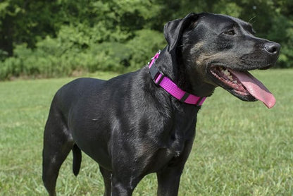 Country Brook Petz - Everyday Nylon Dog Collar and Leash - 10+ Cool Colors (3/4 Inch, Small, Fuchsia)