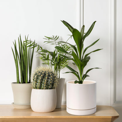 D'vine Dev Set of 2 Plants Pots, 6.5 Inch Ceramic Planter Pot for Plants with Drainage Hole and Saucer, Oatmeal, 94-V-C-8