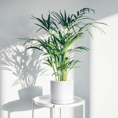 D'vine Dev 8.2 Inch Ceramic Planter Pot with Drainage Hole and Saucer, Indoor Cylinder Round Planter Pot, White, 94-O-D-1