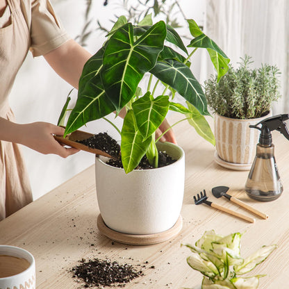 POITONRU Ceramic Flower Pots Indoor-Outdoor: 7.75 Inch Large Planters with Drainage Holes & Saucer - Modern Decorative Plant Pots Ceramic for Home Gardeners (White)