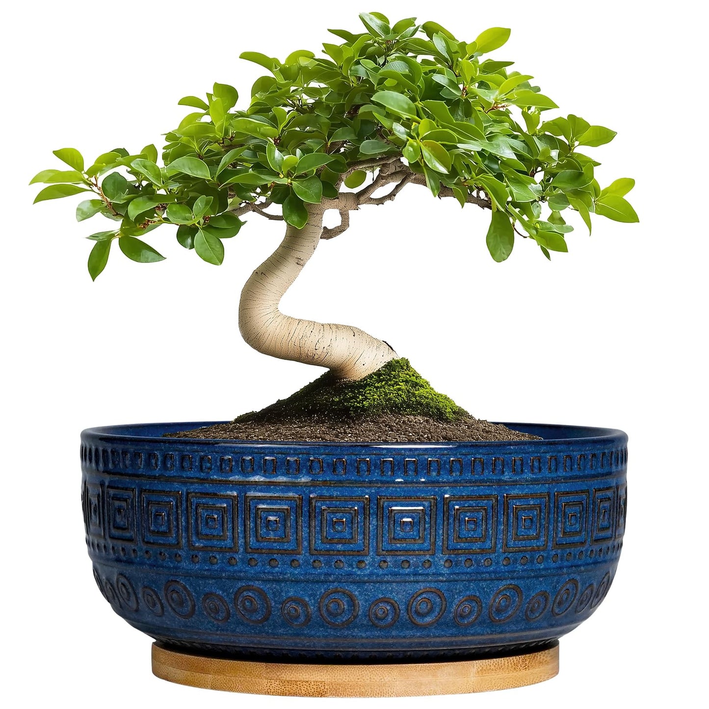 G EPGardening Bonsai Pots 8 Inch - Ceramic Succulent Pots, Round Planter for Indoor Plants, Modern Outdoor Planter with Drainage and Plant Saucer, Boho Home Decor, House Warming Gifts New Home, Blue