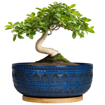 G EPGardening Bonsai Pots 8 Inch - Ceramic Succulent Pots, Round Planter for Indoor Plants, Modern Outdoor Planter with Drainage and Plant Saucer, Boho Home Decor, House Warming Gifts New Home, Blue