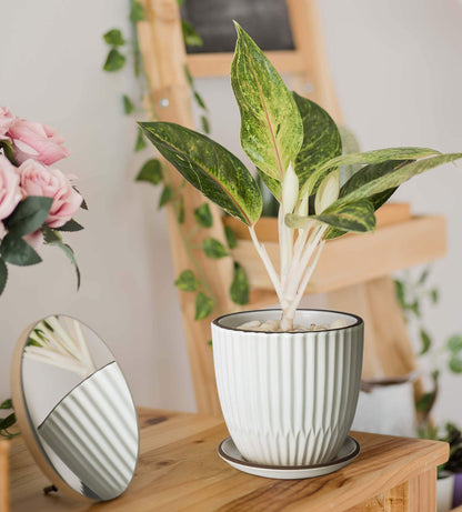 D'vine Dev Set of 2 Stoneware Planter Pots, Ceramic Pot with Drainage Hole and Saucers, 4.5 Inch 5.8 Inch, Ivory, 99-D-1
