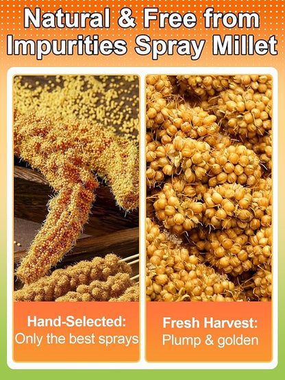 MEWTOGO Spray Millet & Cuttlebone Bird Treats Set - 1lb Hand Selected Golden Millet Treats for Parakeets Cockatiel Lovebirds Canaries Finches, Energy & Calcium Boost