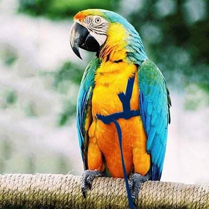2 pcs Pet Parrot Bird Harness and Leash, Adjustable Training Design Anti-Bite, Outdoor Flying Training Rope Kit for Bird Parrots Fits Birds Chest Between35-62cm /13.78-24.41inch - L (Blue)