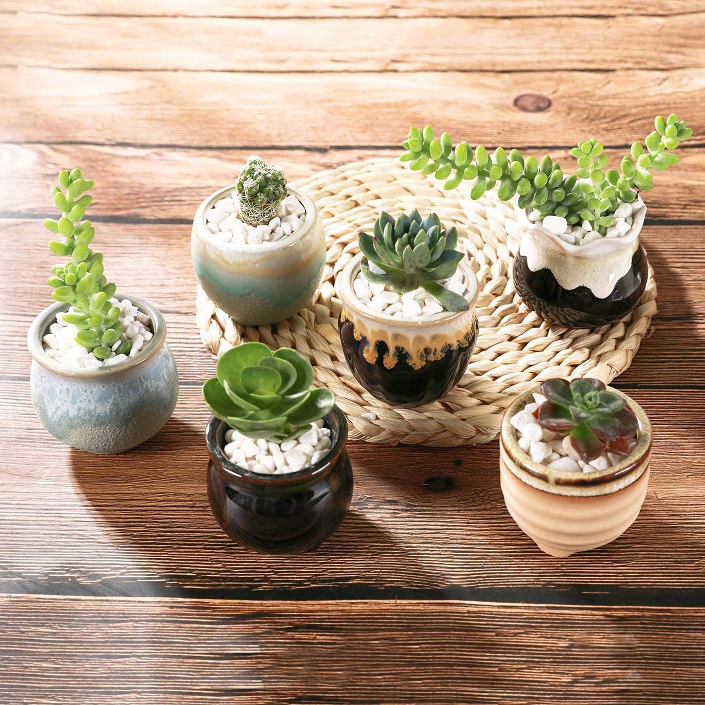 T4U Small Ceramic Succulent Pots with Drainage - Set of 12, Mini Pots for Plants, Home and Office Decor, Plant Lover Gifts for Women