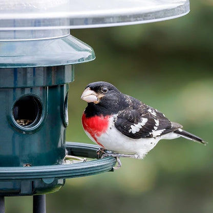 Squirrel Buster Plus Squirrel-proof Bird Feeder w/Cardinal Ring and 6 Feeding Ports, 5.1-pound Seed Capacity, Adjustable, Pole-mountable (POLE ADAPTOR SOLD SEPARATELY), Green
