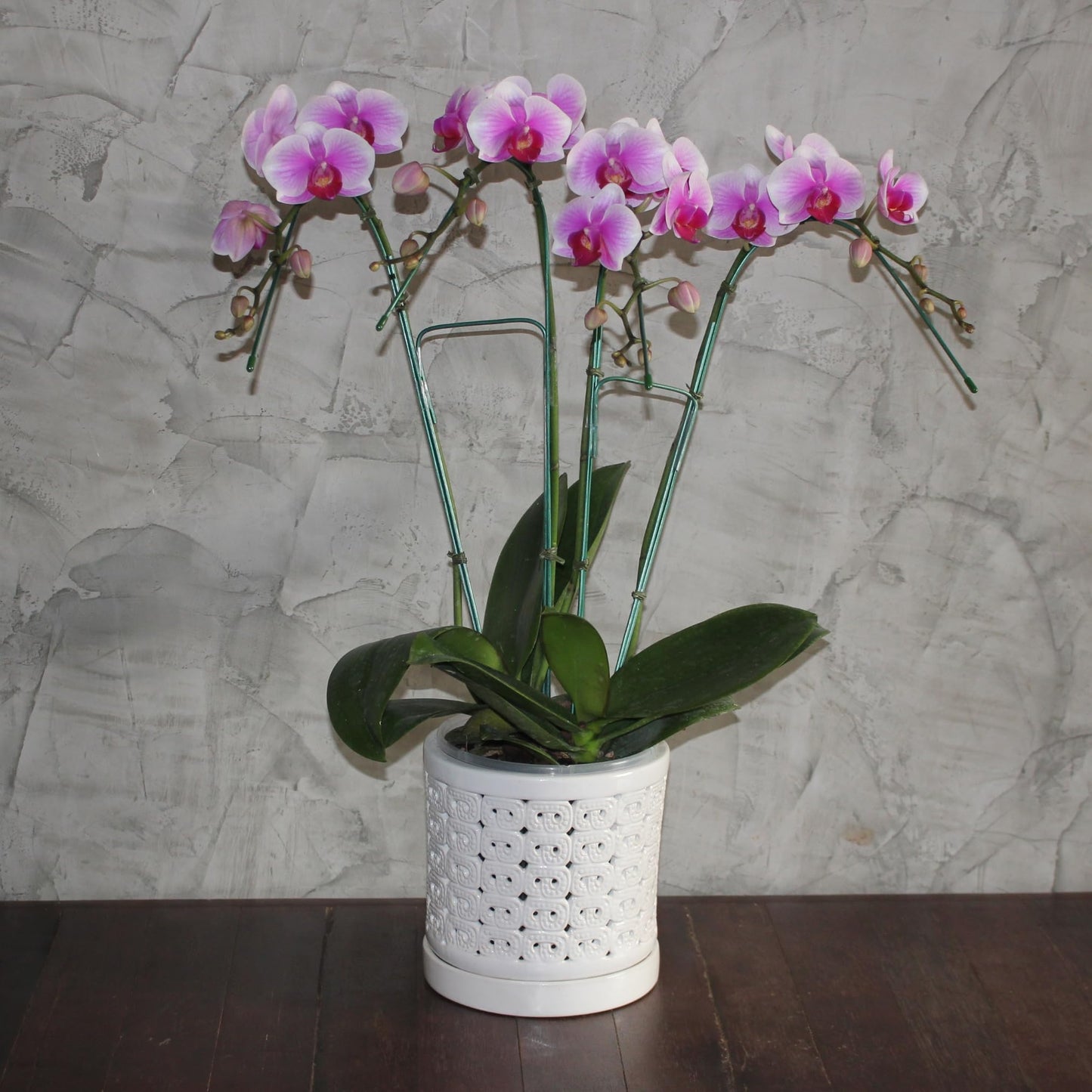 DESQUIGGLE White Ceramic Orchid Planter, 6 Inches Wide, Large Orchid Pots with Holes for Indoors Or Outdoors with Swirl Cut Out Pattern, Orchid Gifts