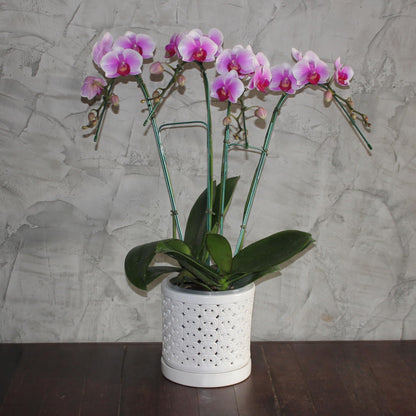 DESQUIGGLE White Ceramic Orchid Planter, 6 Inches Wide, Large Orchid Pots with Holes for Indoors Or Outdoors with Swirl Cut Out Pattern, Orchid Gifts