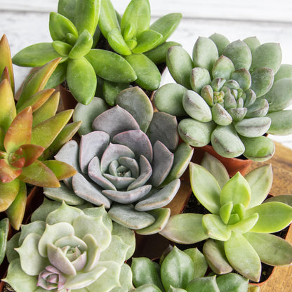 Succulents Plants Live (20PK) Potted Succulent Plants Live House Plants, Cactus Plants Live Plants Indoor Plants Live Houseplants, Indoor Plant Succulents Live Plant House Plant by Plants for Pets