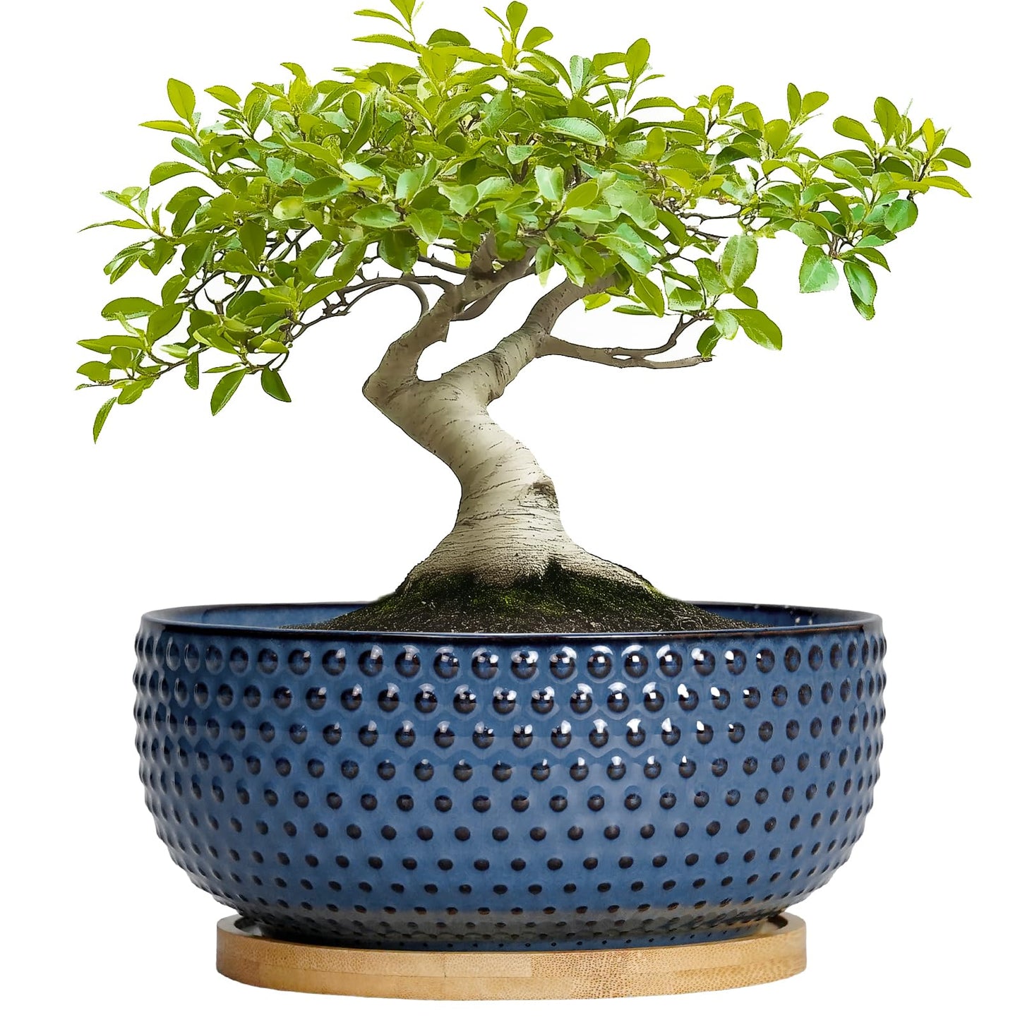 EPFamily Bonsai Pots - 8 Inch Ceramic Pots for Succulent Plants & Bonsai Tree, Planter with Drainage Hole and Saucer, Modern Round Decorative Flower Planters, House Decor, Gifts for Women Man, Blue