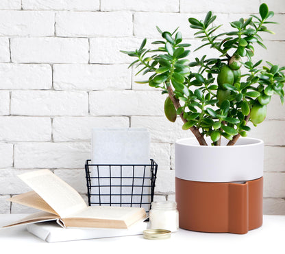 6.5 Inch Self-Watering Planter Pot with Terracotta Insert, Deep Water Reservoir, and Ceramic-Alike BPA-Free Plastic Pot for Plant, Modern Planter for Houseplants, Terracotta/White, 53-B-S-6