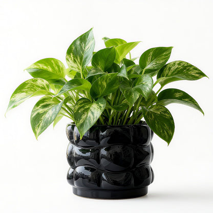 FUYHE 5.8 inch Ceramic Plant Pots with Drainage Hole,Modern Flower Pots for Indoor Plants,Black Ceramic Pots for Succulents, Home & Office Décor (Black)