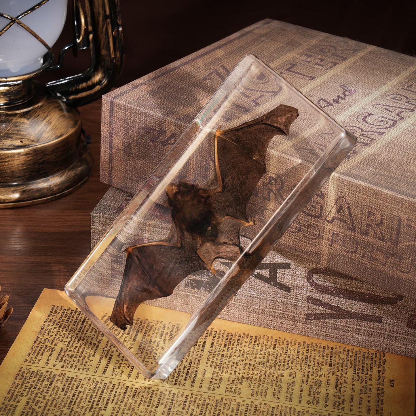 Taxidermy Bat, Real Bats Specimens High Quality Resin Animals for Science Classroom Science Education, Bat Decor Great Gift for Taxidermy, Animal Skull, Oddities, Biology (5.5x2.5x0.7 Inch)