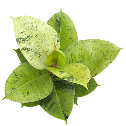 Ficus Shivereana 'Moonshine', Rare Rubber Trees, Unique Live Houseplant Decor in 6" White Pot, Easy Gift, Variegated Live Ficus Houseplants, Office & Decorative Plants by Plants for Pets