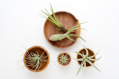 Tillandsia Air Plants Live Indoor Plants (12PK), Airplants Variety Live Plant Kit, Tropical Plants Live Houseplants, Air Plant Live Succulents Plants Live Plants Indoor House Plants by Plants for Pets