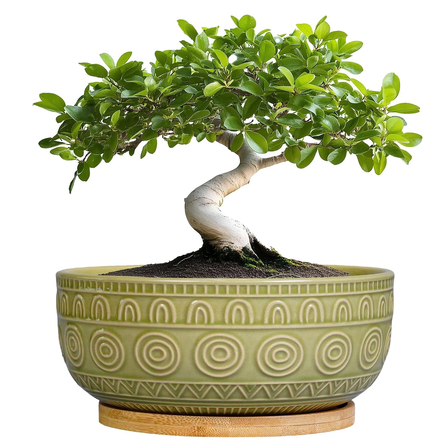 Eightpot Bonsai Pots - 8 Inch Ceramic Succulent Pots with Drainage Hole and Saucer, Shallow Round Planter for Indoor Plants, Boho Bowl Planter, Room Decor, Green