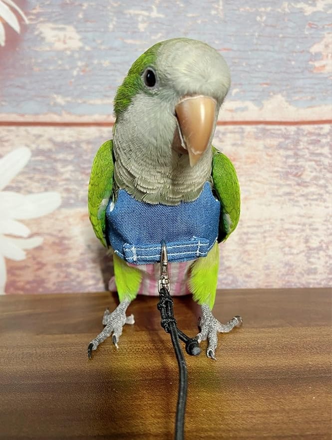 Bird Flight Harness Vest, Parrot Suit with Leash for Cockatiels Conures Budgies Lovebirds African Grey, Flying Clothes Rope and Handle Outdoor Activities Training (Medium)