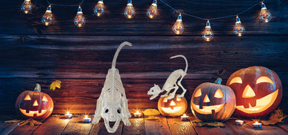GIFTEXPRESS 2 Pack Real Size Cat Skeleton - 20" Long Creepy Kitten Skeletons with Posable Tail Halloween Decor - Indoor & Outdoor Haunted House Scary Animal Party Decoration