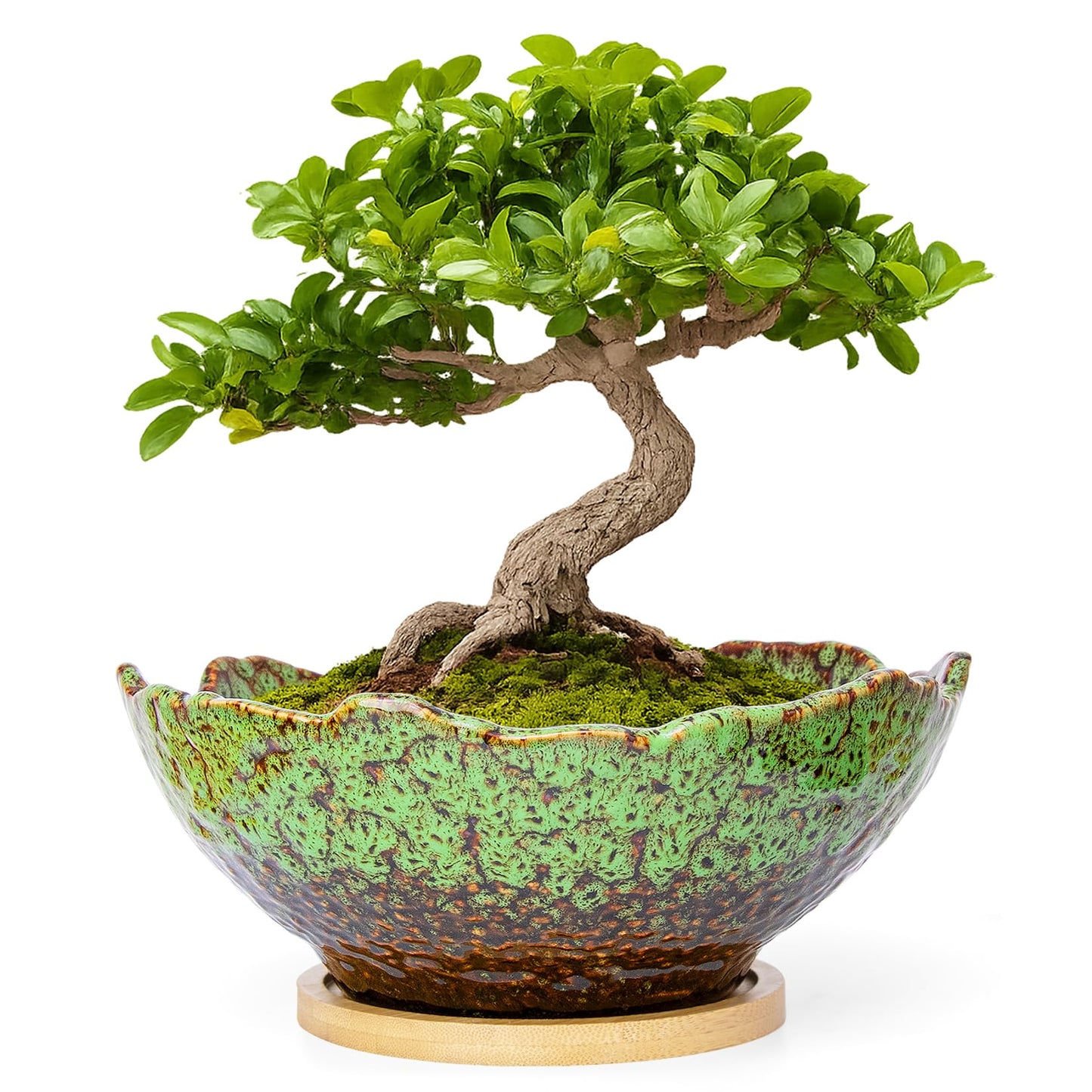 ARTKETTY Bonsai Pots, 9.06 Inch Succulent Pots with Drainage and Saucer, Ceramic Pots for Indoor Cactus Plants Unique Flower Plant Pots Round Bonsai Tree Planters Windowsill Desk Decor