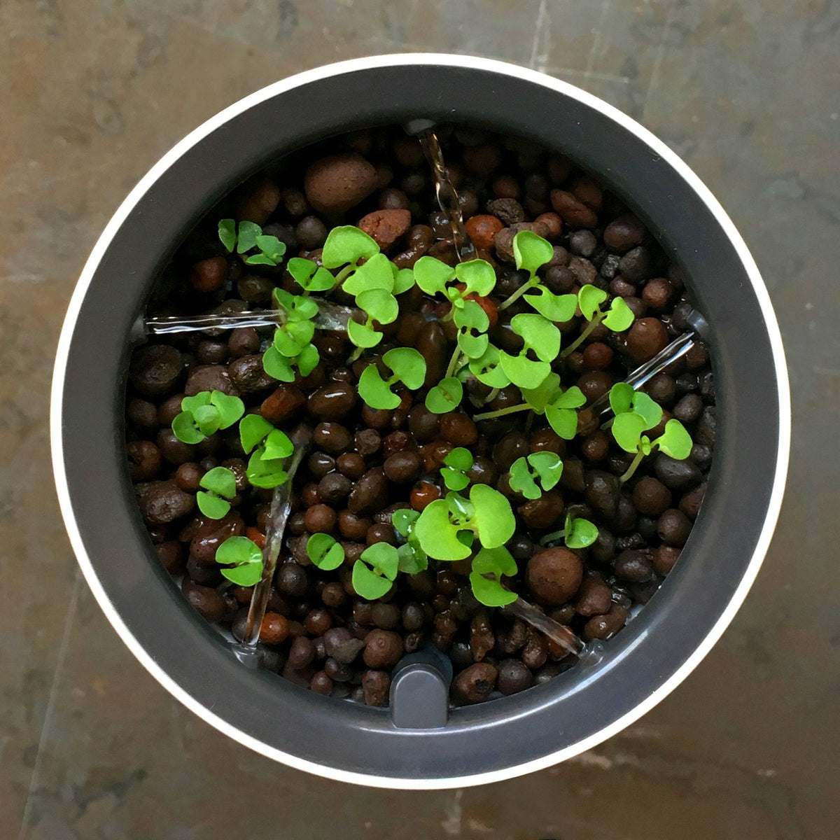 Botanium Hydroponic and Automatic Indoor Gardening Pot, Grey