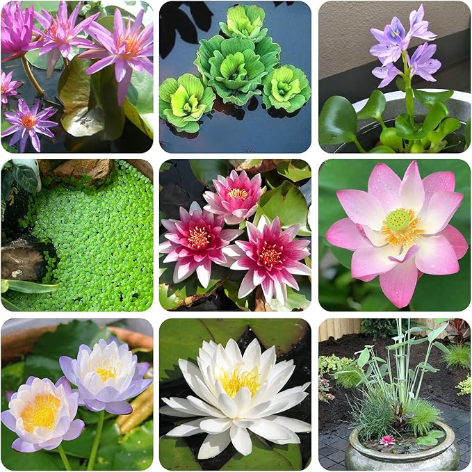 Aquatic Plant Soil & Aquarium Soil, Natural Organic Substrate for Water Plants - Safe for Fish, Nutrient-Rich Clay Base for Lotus & Water Lily (AquaticSoil, 3.3 LBS)