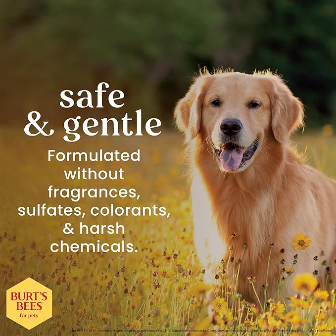 Burt's Bees for Pets Oatmeal Dog Shampoo with Honey, Soothing Formula for Itchy and Sensitive Dog Skin, Colloidal Oat Flour and Honey, pH Balanced, Sulfate-Free, 16 Fl Oz - 6 Pack