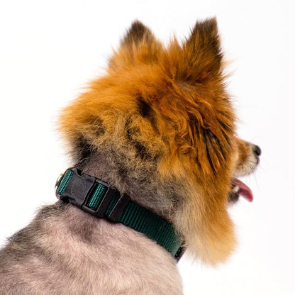 Country Brook Petz - Everyday Nylon Dog Collar and Leash - 10+ Cool Colors (1 Inch, Extra Large, Green)