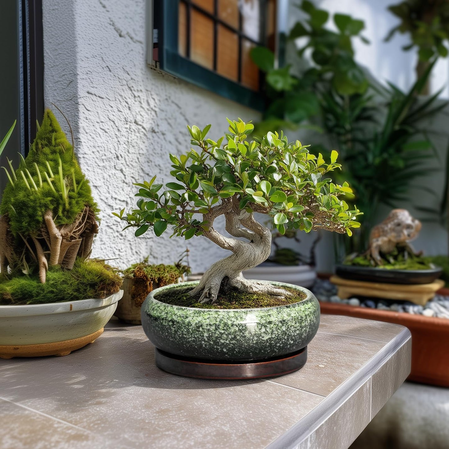 EPFamily Bonsai Pots 8 Inch - Ceramic Succulent Pots with Drainage Hole and Saucer, Shallow Plant Pot for Indoor Outdoor, Bonsai Tree Pots, Round Planter Bowl, Home Decor, Gift for Plant Lover, Green