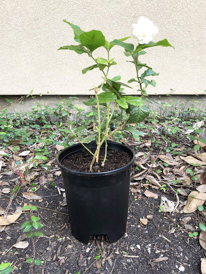 10 Pack Plastic Black Plant Pots Nursery Gardening Planters 4 in to 7.5 Inch Small Medium Plants 0.25 0.35 0.5 1 1.5 Gallon for Indoor and Outdoor Plants