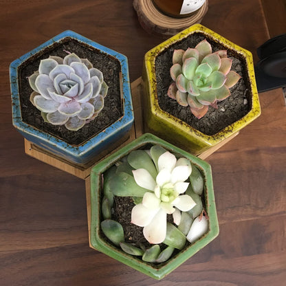 TOPZEA Set of 5 Succulent Planter Pots, 4.2 Inch Hexagon Glazed Ceramic Small Cactus Pot, Geometric Mini Flower Plant Container with Drainage Hole & Bamboo Tray for Home, Office, Windowsill, Desk