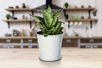 Monarch Abode 20010 Indoor Plants (Set of 3) Hand Hammered Flower Succulent Pots Planter with Drainage Hole, Classic White