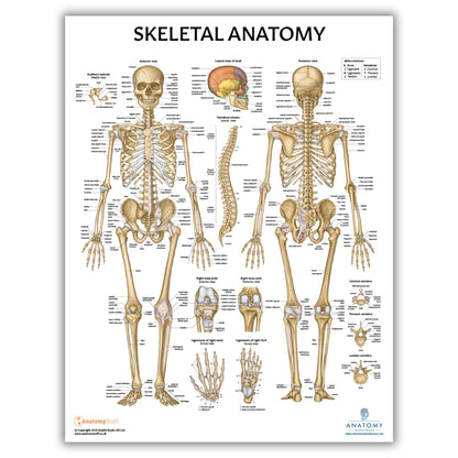 Anatomy Lab Muscular, Skeletal, Ligaments of the Joints, and Spinal Nerves Human Anatomy Poster Set - 4 PACK LAMINATED 17.3 x 22.5 Inches, Body System Bundle, Anatomy and Physiology
