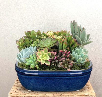 DILATATA Set of 2 Oval Ceramic Bonsai Planter Pots (9.3” x 6.3”) – Glazed Succulent & Cactus Flower Pots Without Holes for Indoor & Outdoor Plants, Bonsai Tree Pot Decorative Garden Containers