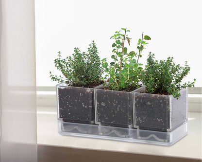 D'vine Dev Herb Garden Planter Set, Acrylic Plant Pots with Drainage and Saucer, Indoor Succulent Cactus Vegetable Pot for Windowsill, Garden Balcony, Clear, Set of 1, 76-V-D-1