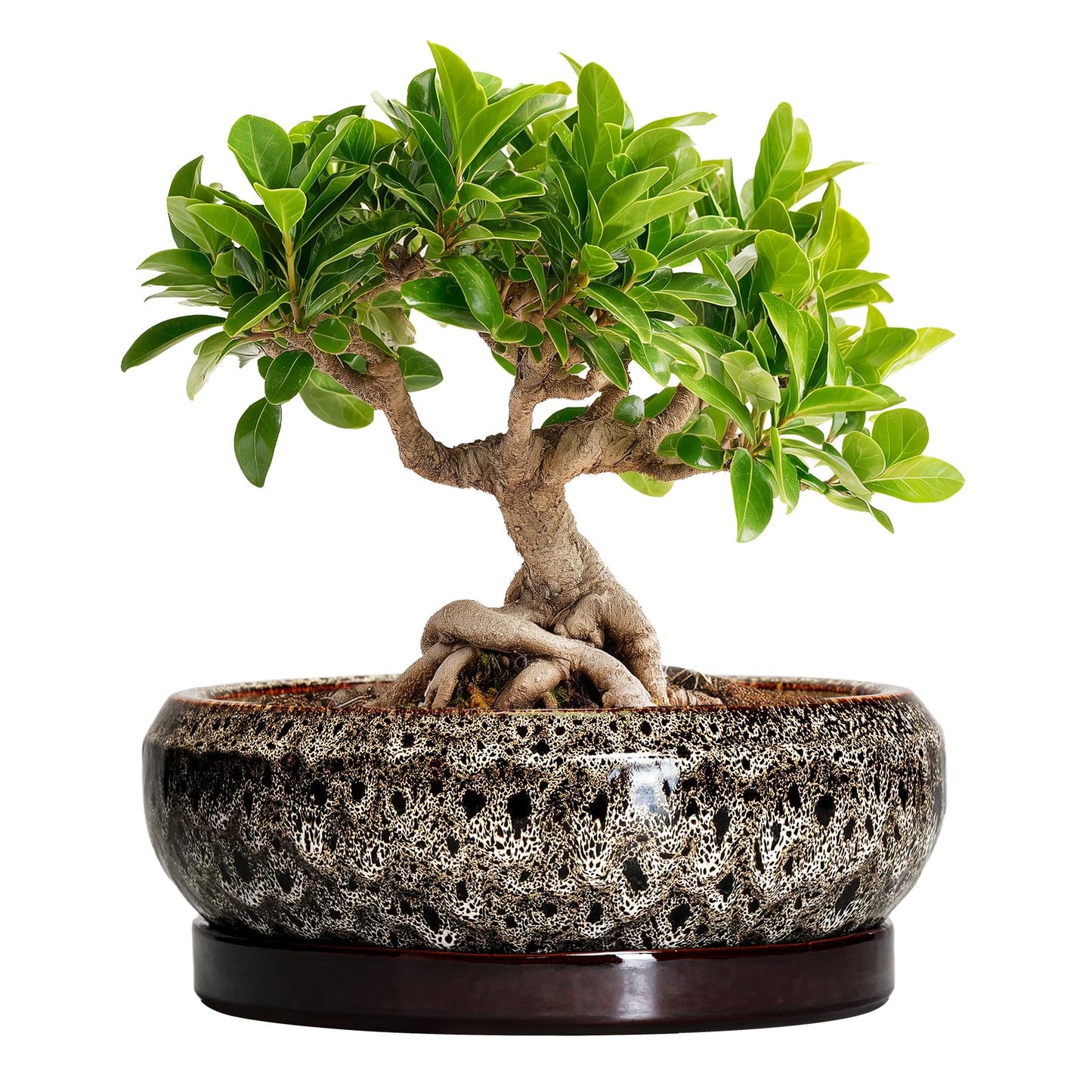 EPFamily Bonsai Pots - 8 Inch Ceramic Pots for Plants with Drainage Hole and Saucer, Round Succulent Pot, Bonsai Planters Indoor Outdoor, Shallow Planter Bowl, Patio Decor, Gardening Gift, White