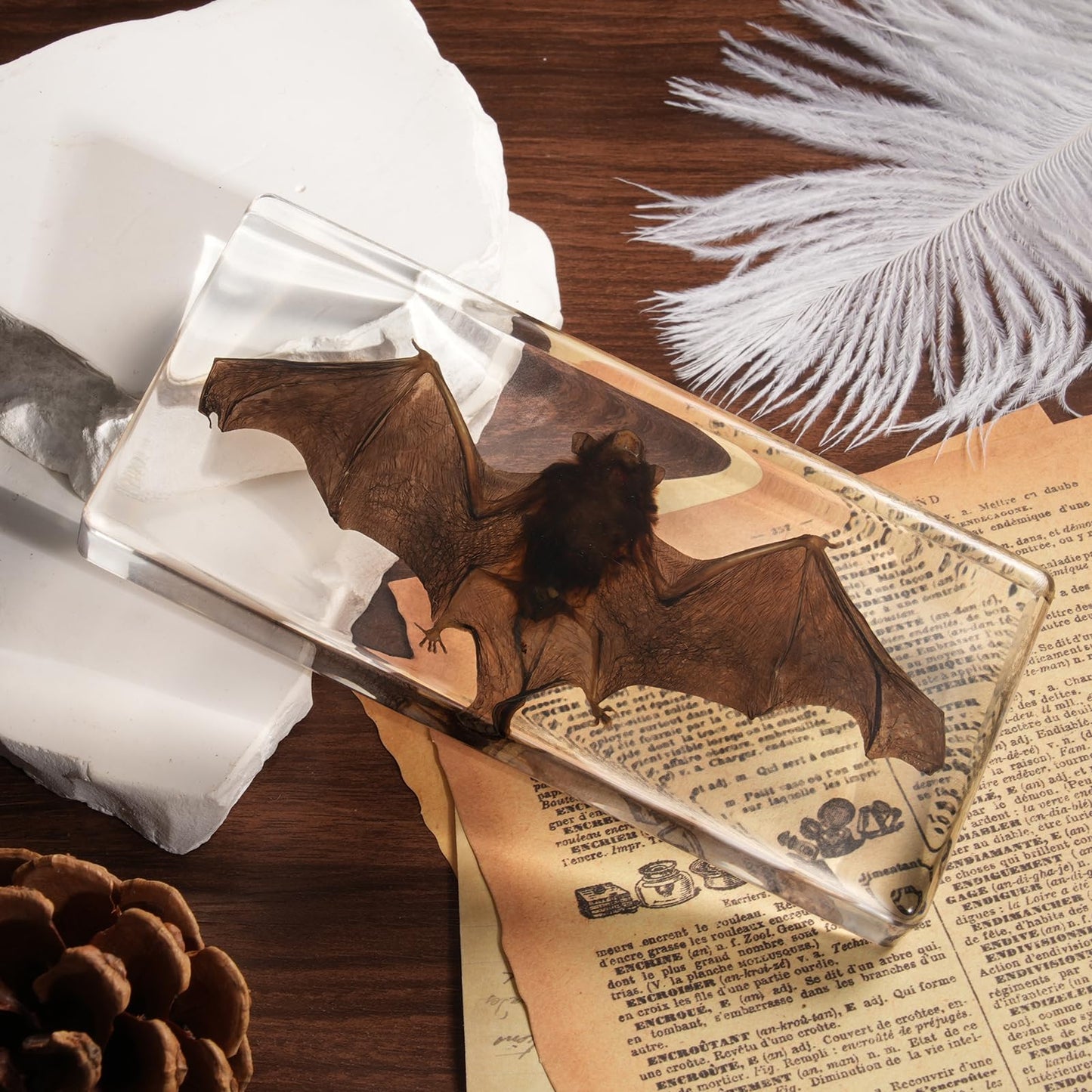 Taxidermy Bat, Real Bats Specimens High Quality Resin Animals for Science Classroom Science Education, Bat Decor Great Gift for Taxidermy, Animal Skull, Oddities, Biology (5.5x2.5x0.7 Inch)