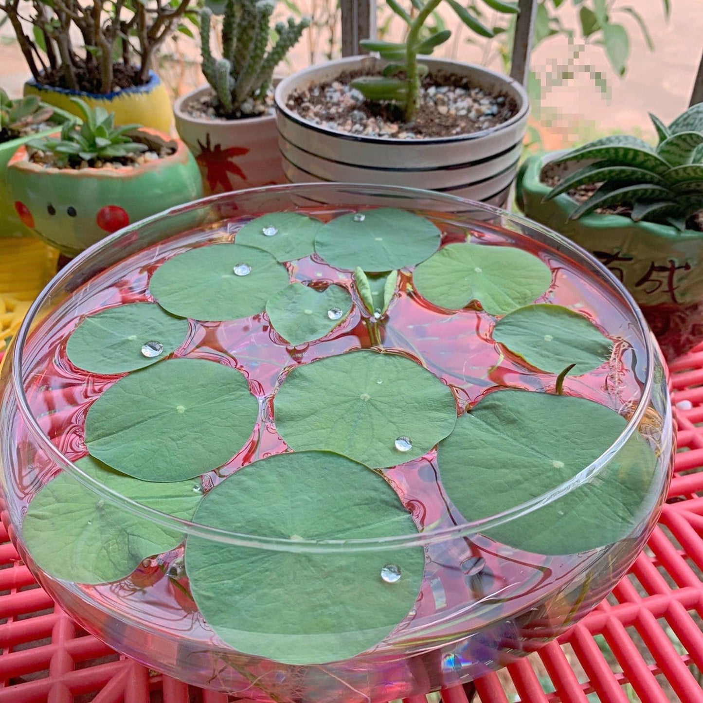 Lotus Bowl Planter Glass Lotus Bowls for Planting in Water Indoors Bonsai Pots No Drainage Hole Hydroponic Aquatic Plants Terrarium Fish Bowls Large
