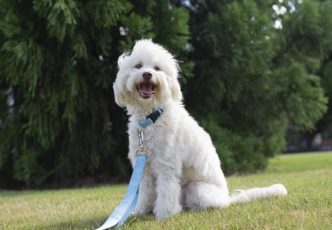 Country Brook Petz - Everyday Nylon Dog Collar and Leash - 10+ Cool Colors (1 Inch, Extra Large, Ocean Blue)