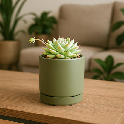 D'vine Dev Set of 2 Plants Pots, 3.5 Inch Ceramic Planter Pot for Plants with Drainage Hole and Saucer, Olive, 94-V-A-J