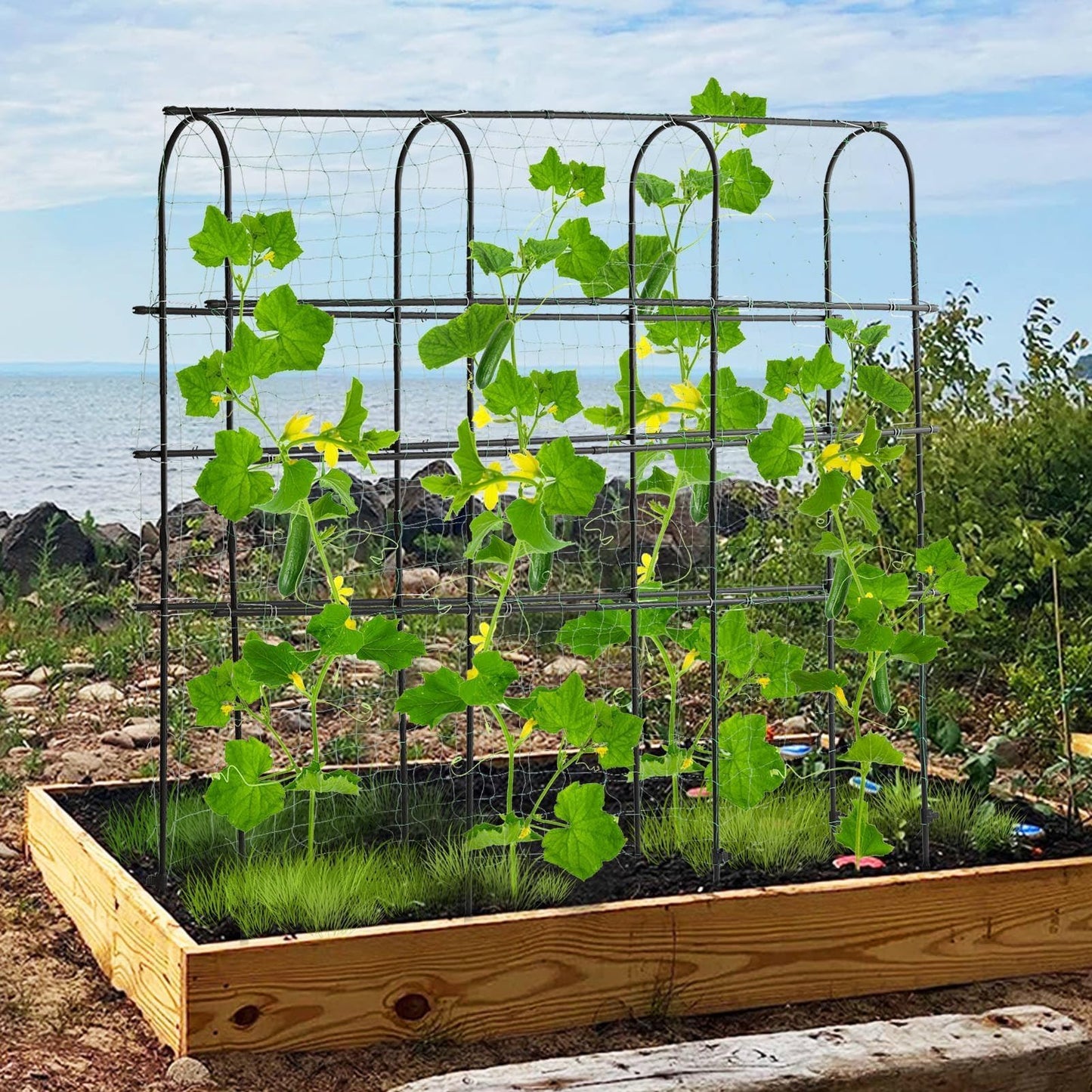 OTOSUNNY Cucumber Trellis for Raised Garden Bed, Reinforced 6 ft Tall Metal Garden Arch Trellis Climbing Plants Support Outdoor, Heavy Vines Vegetable Snap Pea Pole Bean Tomato Trellis, Black