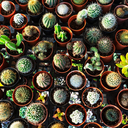 KINGLAKE GARDEN Small Terracotta Plastic Pots,50 Packs 2 Inch Small Plant Pots with Drainage Holes,Mini Nursery Plastic Plant Planters for Succulents,Indoor Outdoor Plant